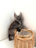 Load image into Gallery viewer, Black Smoke Maine Coon polydactyl female / Located in Ottawa area
