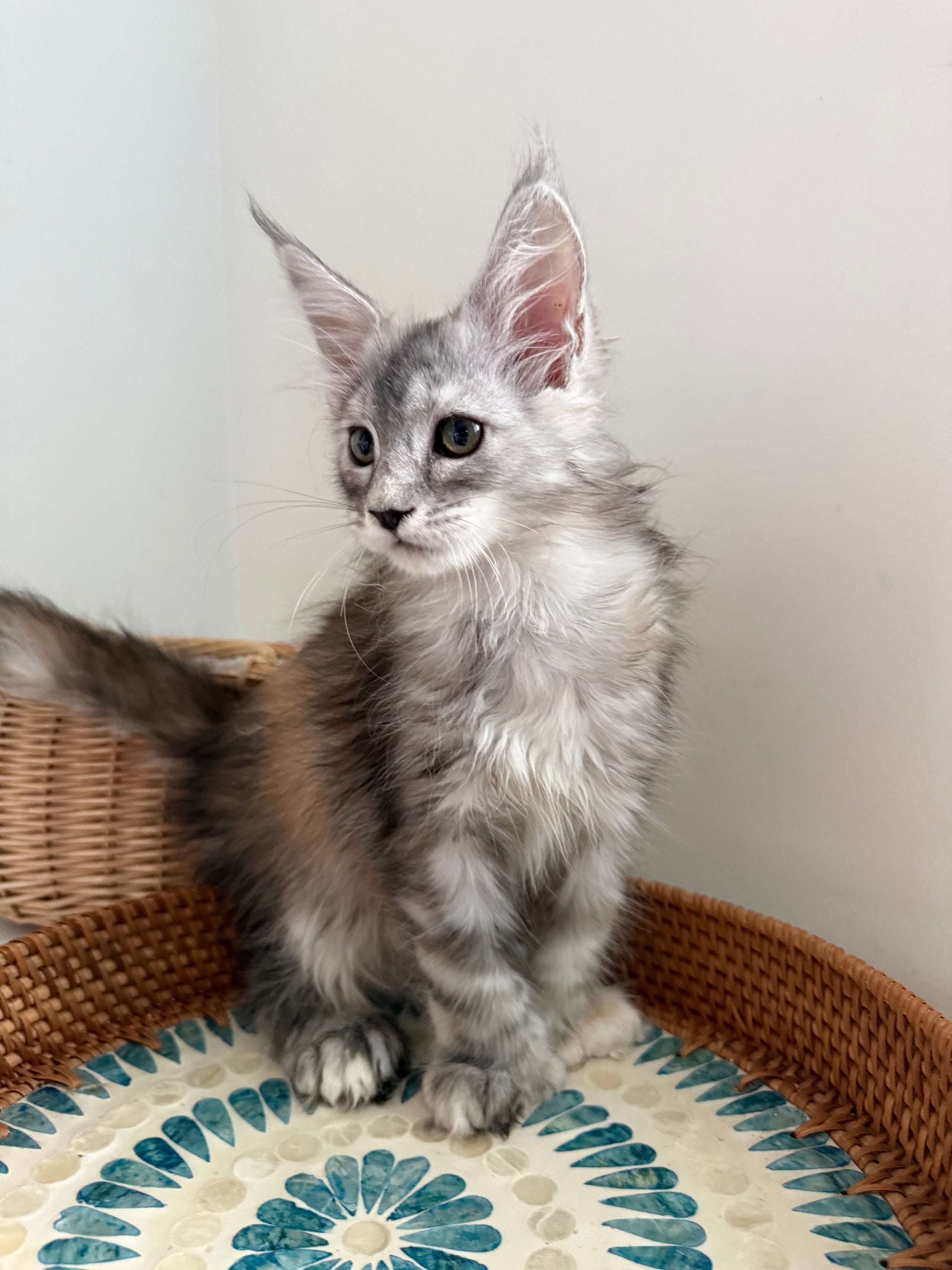 Silver Tortie Maine Coon polydactyl female / Located in Ottawa area