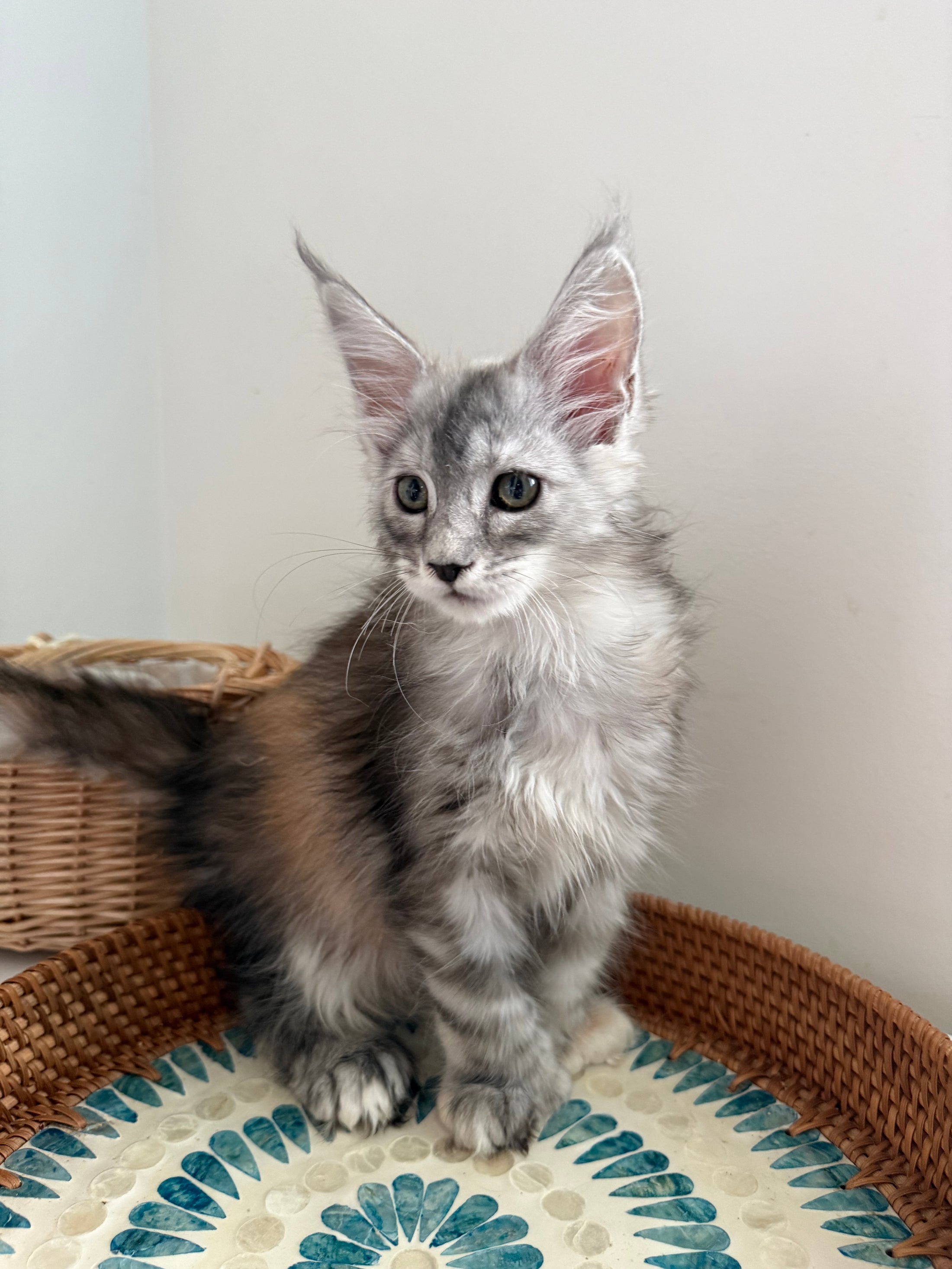 Silver Tortie Maine Coon polydactyl female / Located in Ottawa area
