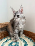 Load image into Gallery viewer, Silver Tortie Maine Coon polydactyl female / Located in Ottawa area
