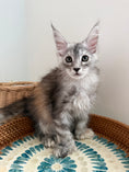 Load image into Gallery viewer, Silver Tortie Maine Coon polydactyl female / Located in Ottawa area
