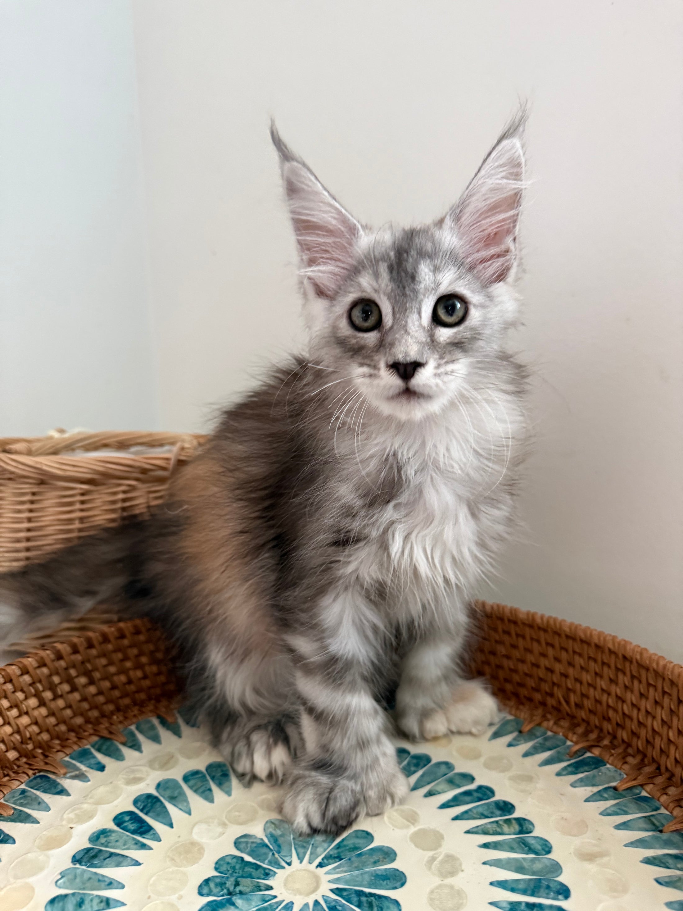 Silver Tortie Maine Coon polydactyl female / Located in Ottawa area