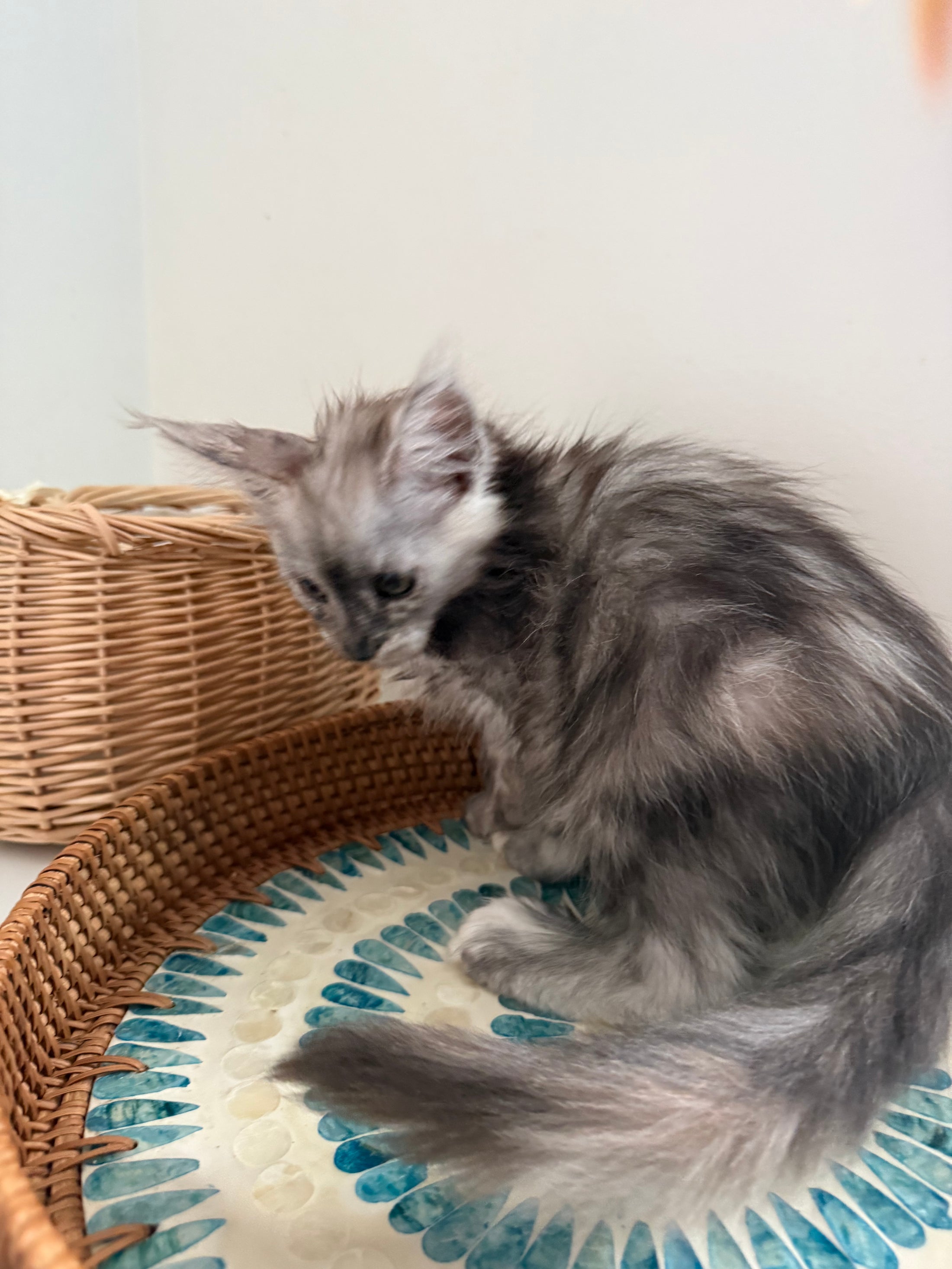 Silver Tortie with white with white Maine Coon polydactyl female / Located in Ottawa area