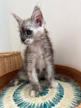 Load image into Gallery viewer, Silver Tortie with white with white Maine Coon polydactyl female / Located in Ottawa area
