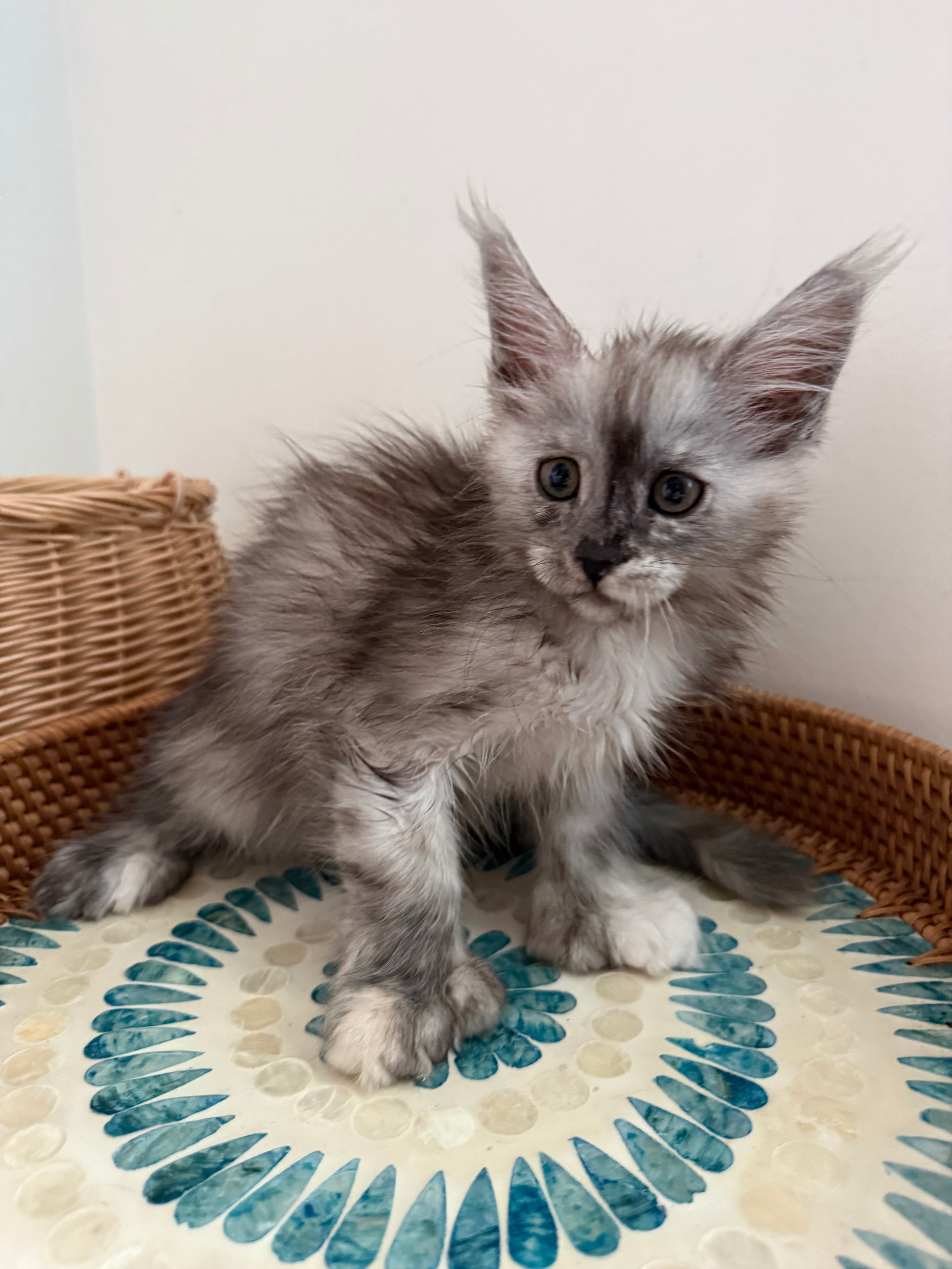 Silver Tortie with white with white Maine Coon polydactyl female / Located in Ottawa area