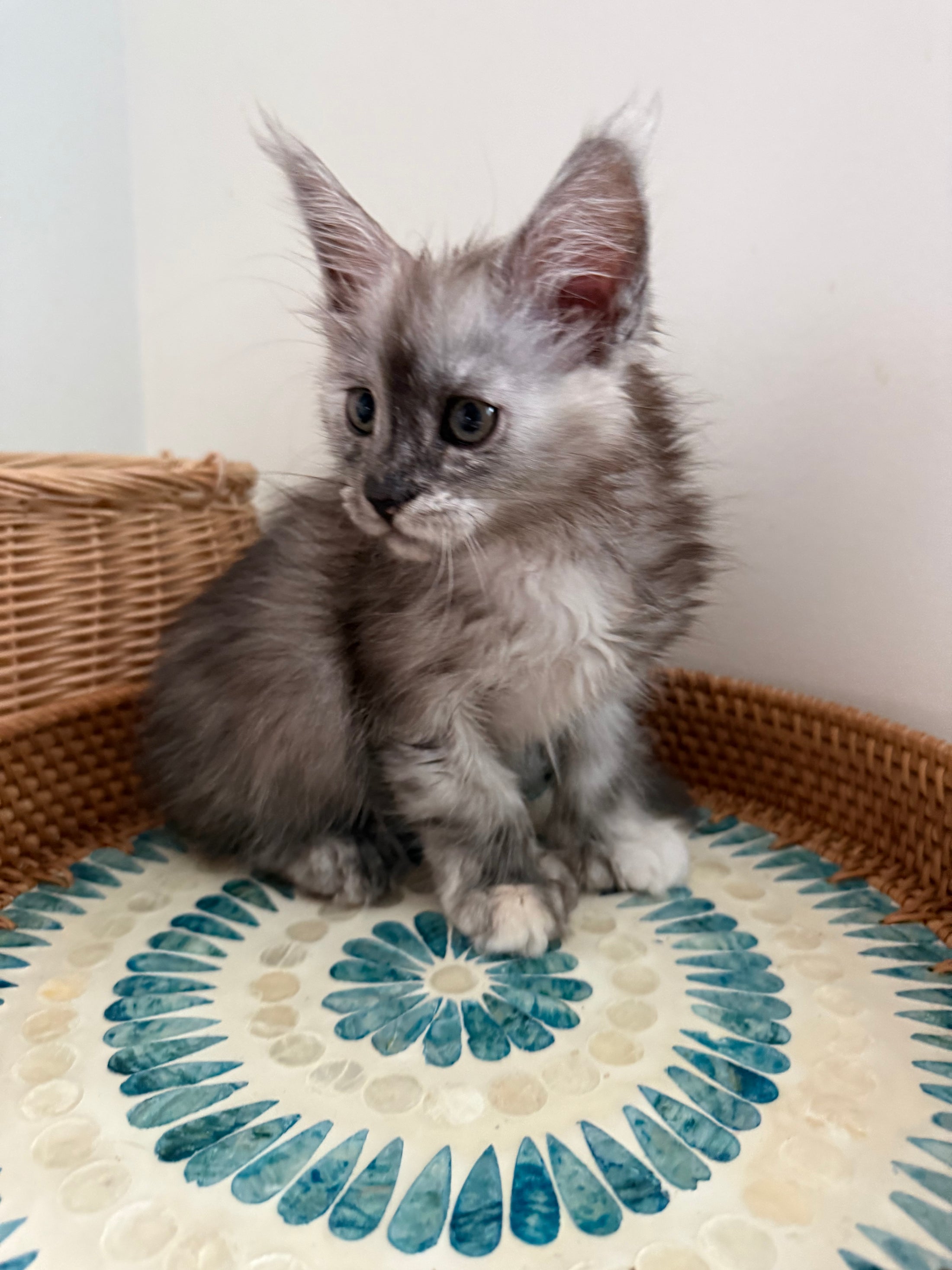 Silver Tortie with white with white Maine Coon polydactyl female / Located in Ottawa area