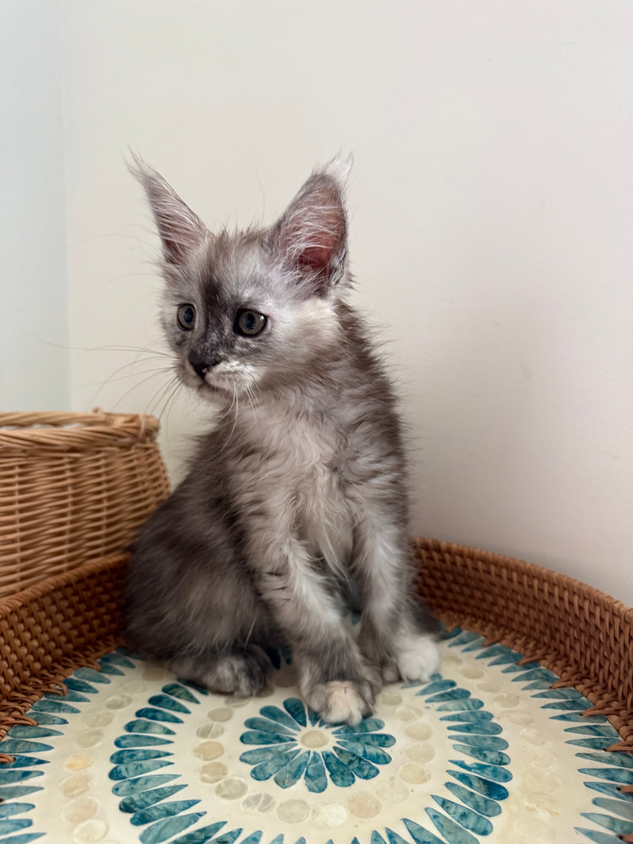 Silver Tortie with white with white Maine Coon polydactyl female / Located in Ottawa area