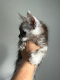 Load image into Gallery viewer, Silver Tortie with white with white Maine Coon polydactyl female / Located in Ottawa area
