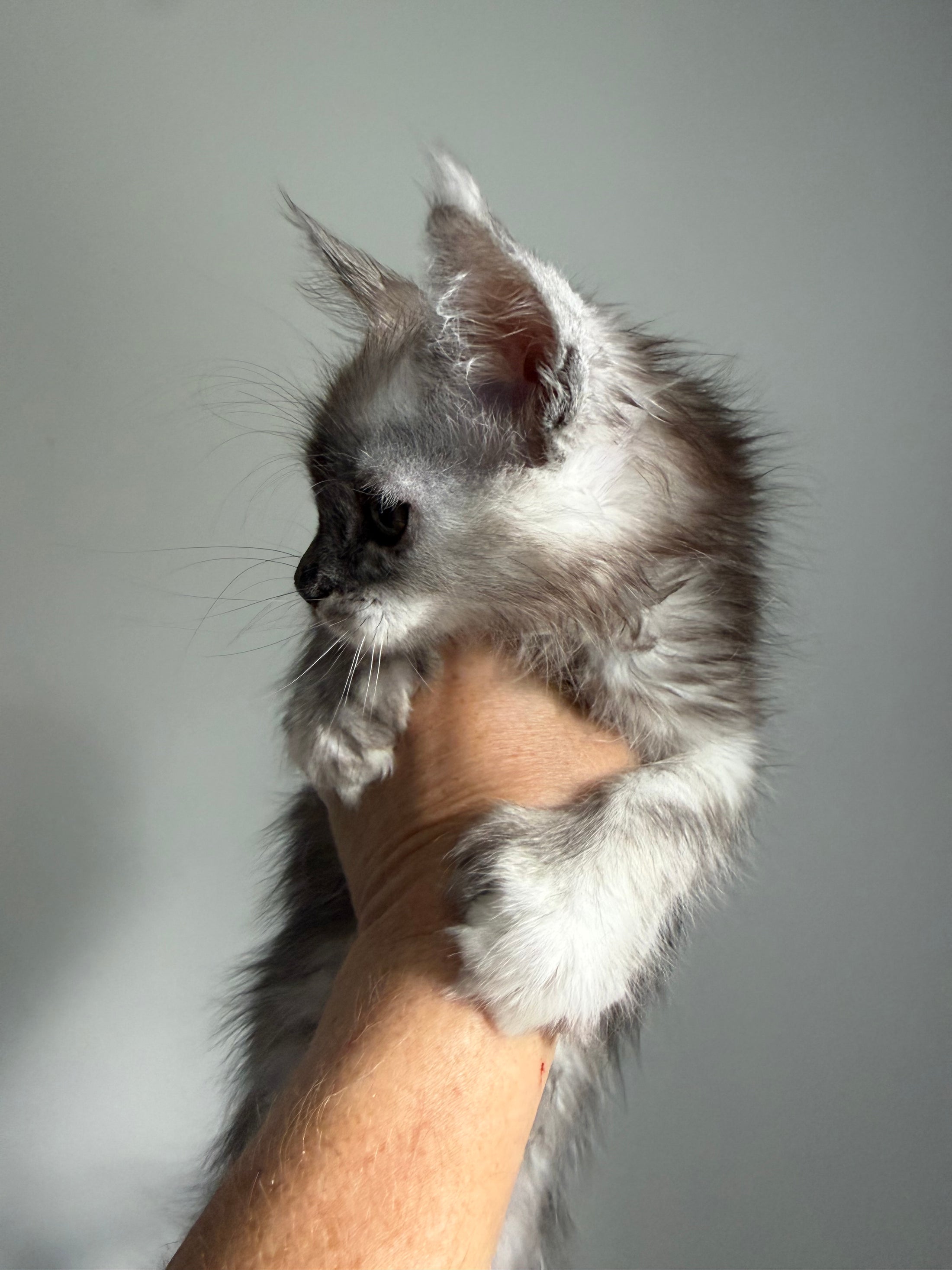 Silver Tortie with white with white Maine Coon polydactyl female / Located in Ottawa area