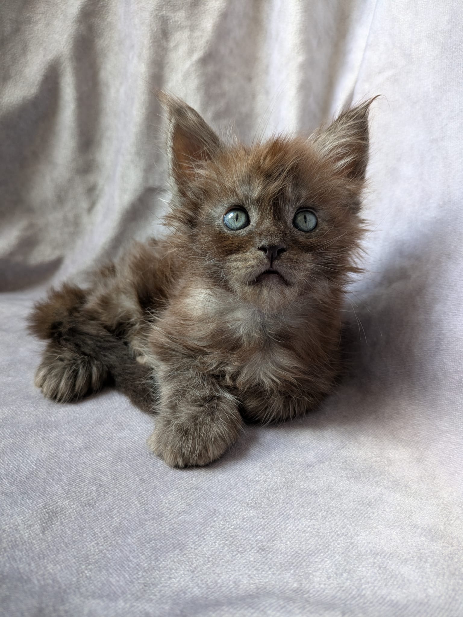 Black Smoke Maine Coon polydactyl Male / Located in Ottawa