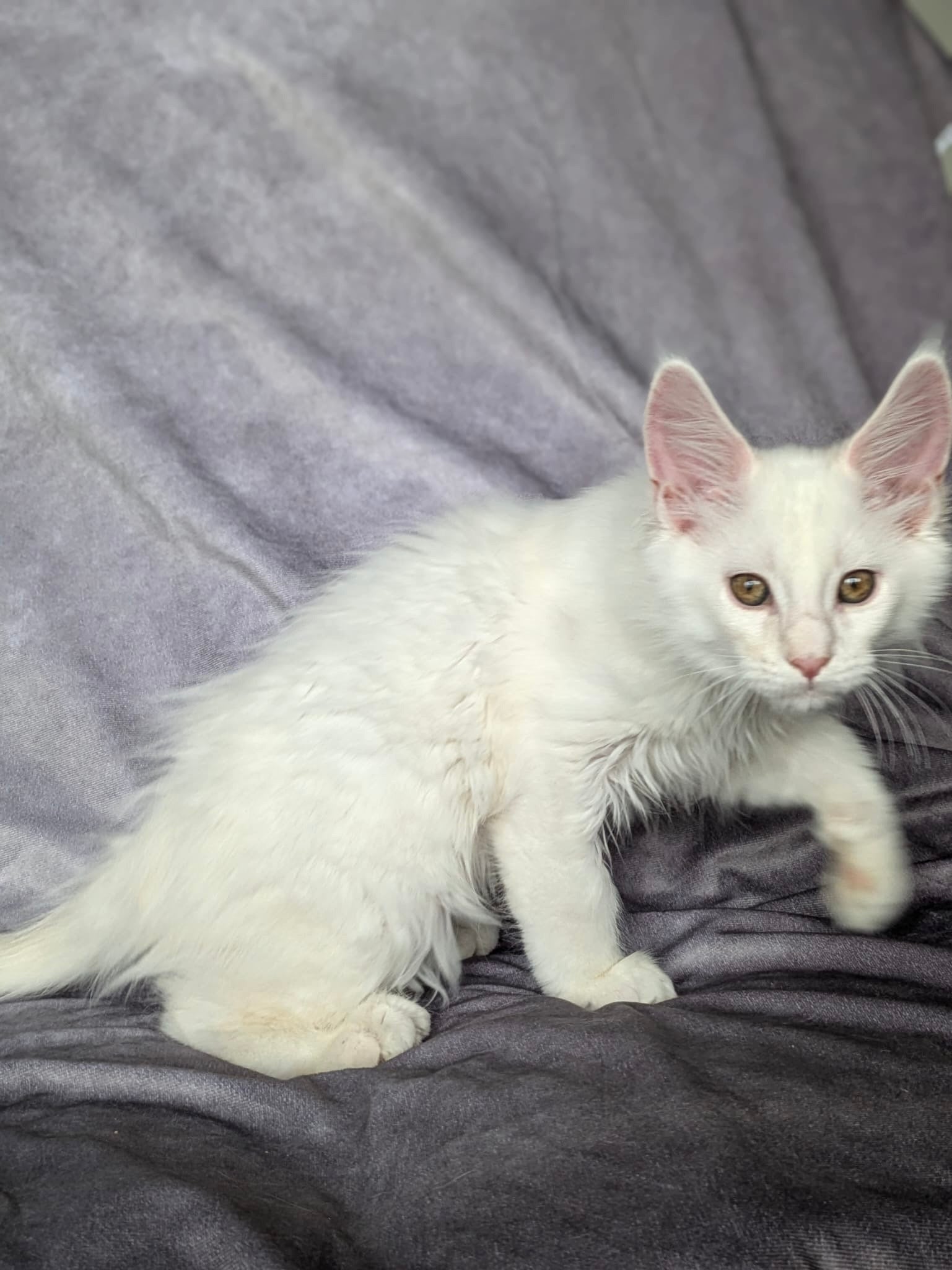 Red Shaded Maine Coon male / Located in Ottawa