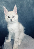 Load image into Gallery viewer, Black Silver Shaded Maine Coon male / Located in Ottawa
