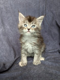 Load image into Gallery viewer, Black Silver Tortie Maine Coon female / Located in Ottawa
