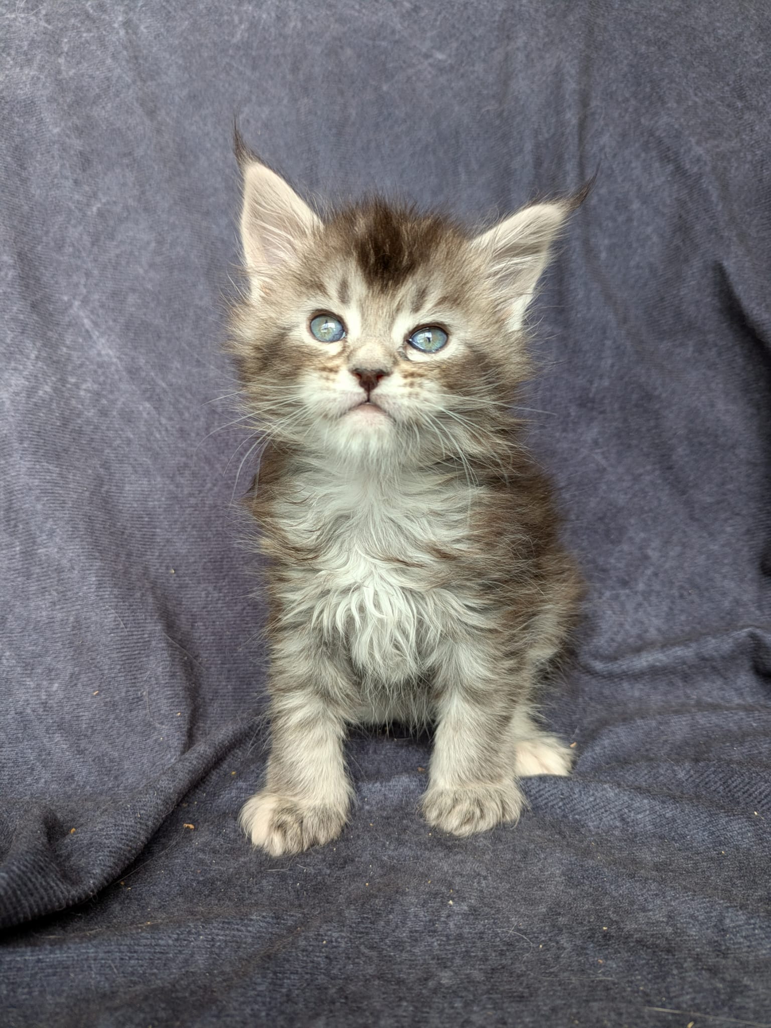 Black Silver Tortie Maine Coon female / Located in Ottawa