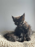 Load image into Gallery viewer, Black Maine Coon male / Located in Ottawa area Barrhaven
