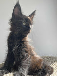 Load image into Gallery viewer, Black Maine Coon male / Located in Ottawa area Barrhaven
