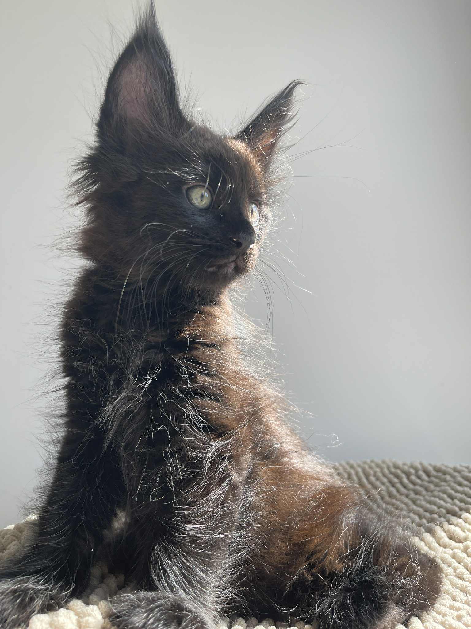 Black Maine Coon male / Located in Ottawa area Barrhaven