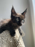 Load image into Gallery viewer, Black Maine Coon male / Located in Ottawa area Barrhaven
