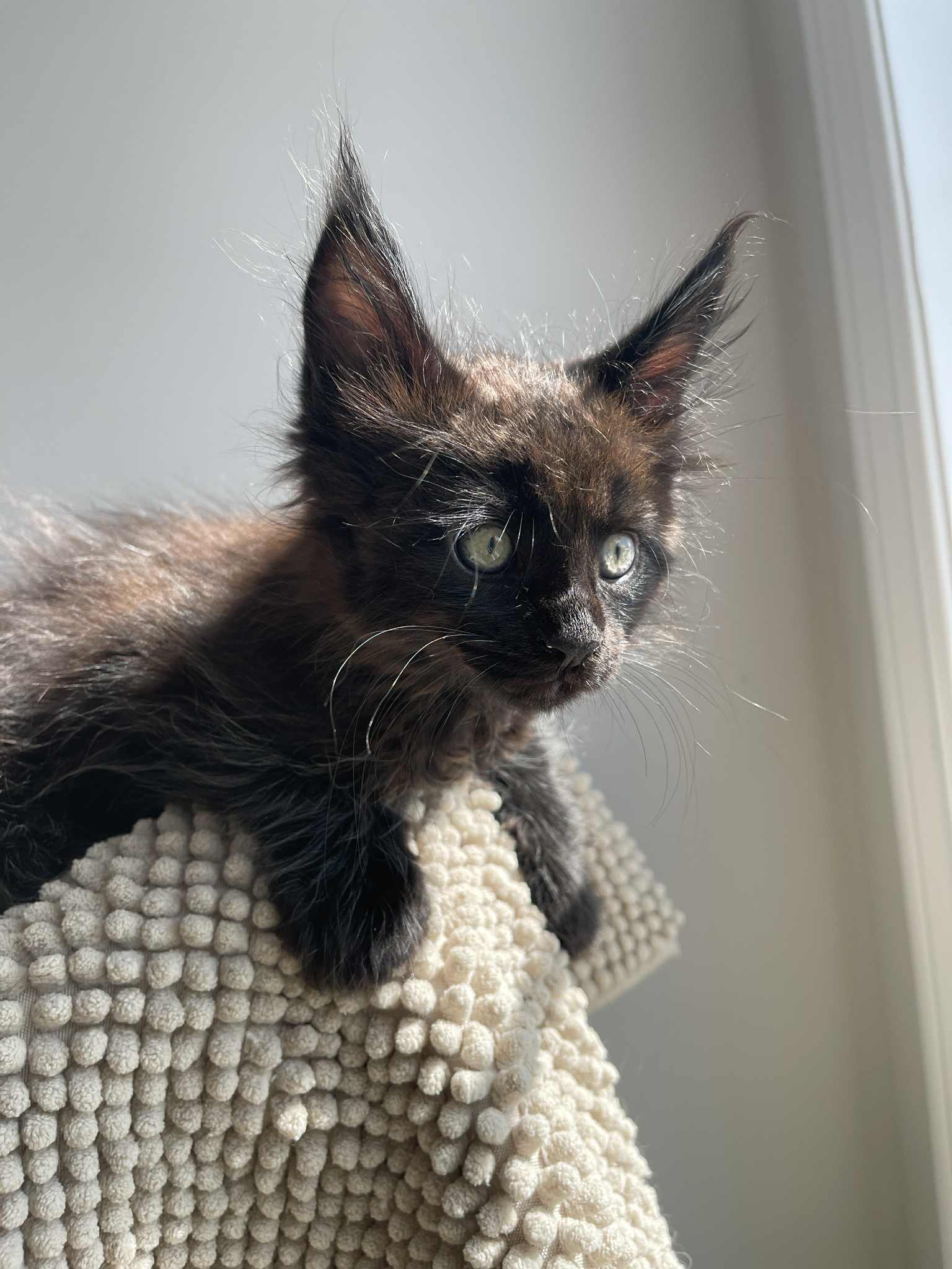 Black Maine Coon male / Located in Ottawa area Barrhaven
