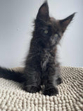 Load image into Gallery viewer, Black Maine Coon male / Located in Ottawa area Barrhaven
