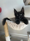 Load image into Gallery viewer, Black Maine Coon male / Located in Ottawa area Barrhaven

