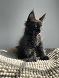 Load image into Gallery viewer, Black Maine Coon male / Located in Ottawa area Barrhaven
