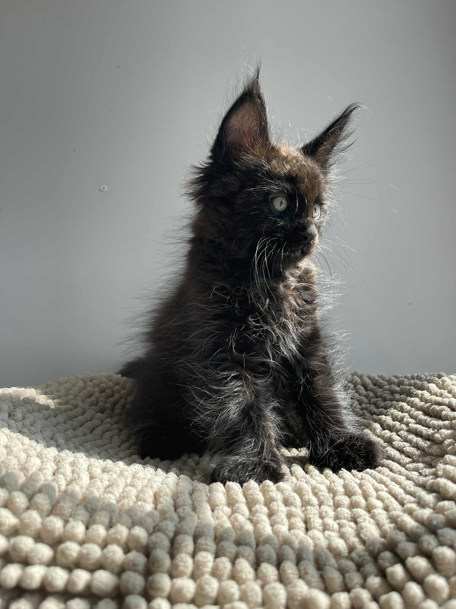 Black Maine Coon male / Located in Ottawa area Barrhaven