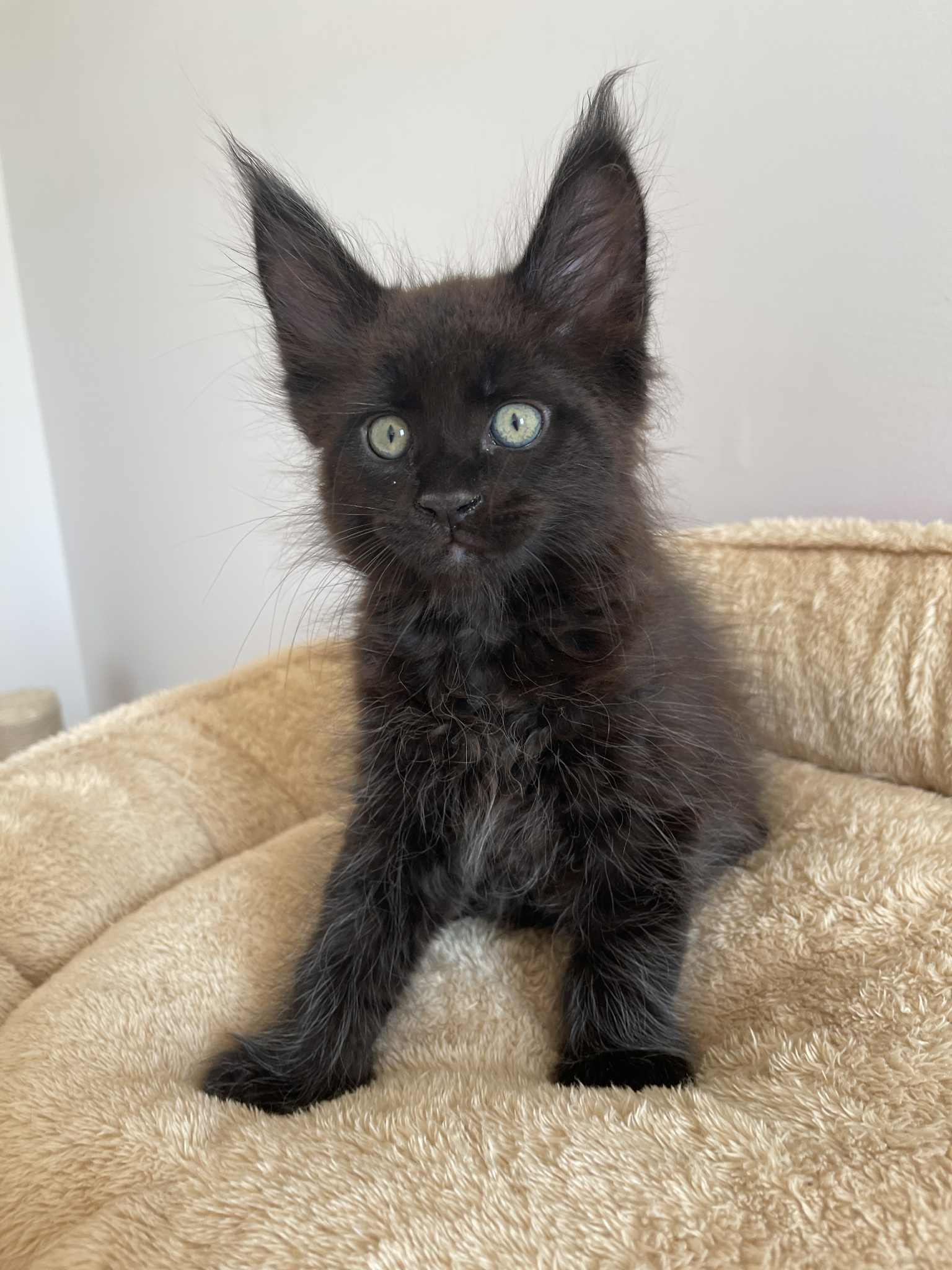 Black Maine Coon male / Located in Ottawa area Barrhaven