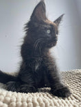 Load image into Gallery viewer, Black Maine Coon male / Located in Ottawa area Barrhaven

