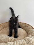 Load image into Gallery viewer, Black Maine Coon male / Located in Ottawa area Barrhaven
