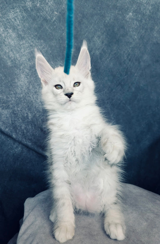 Black Silver Shaded Maine Coon male / Located in Ottawa