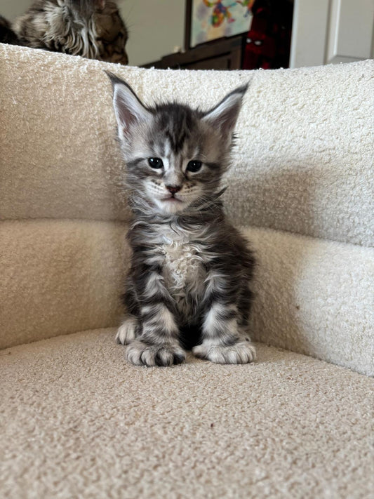 Black Silver Maine Coon Polydactyl female - located in Ottawa area - Barrhaven