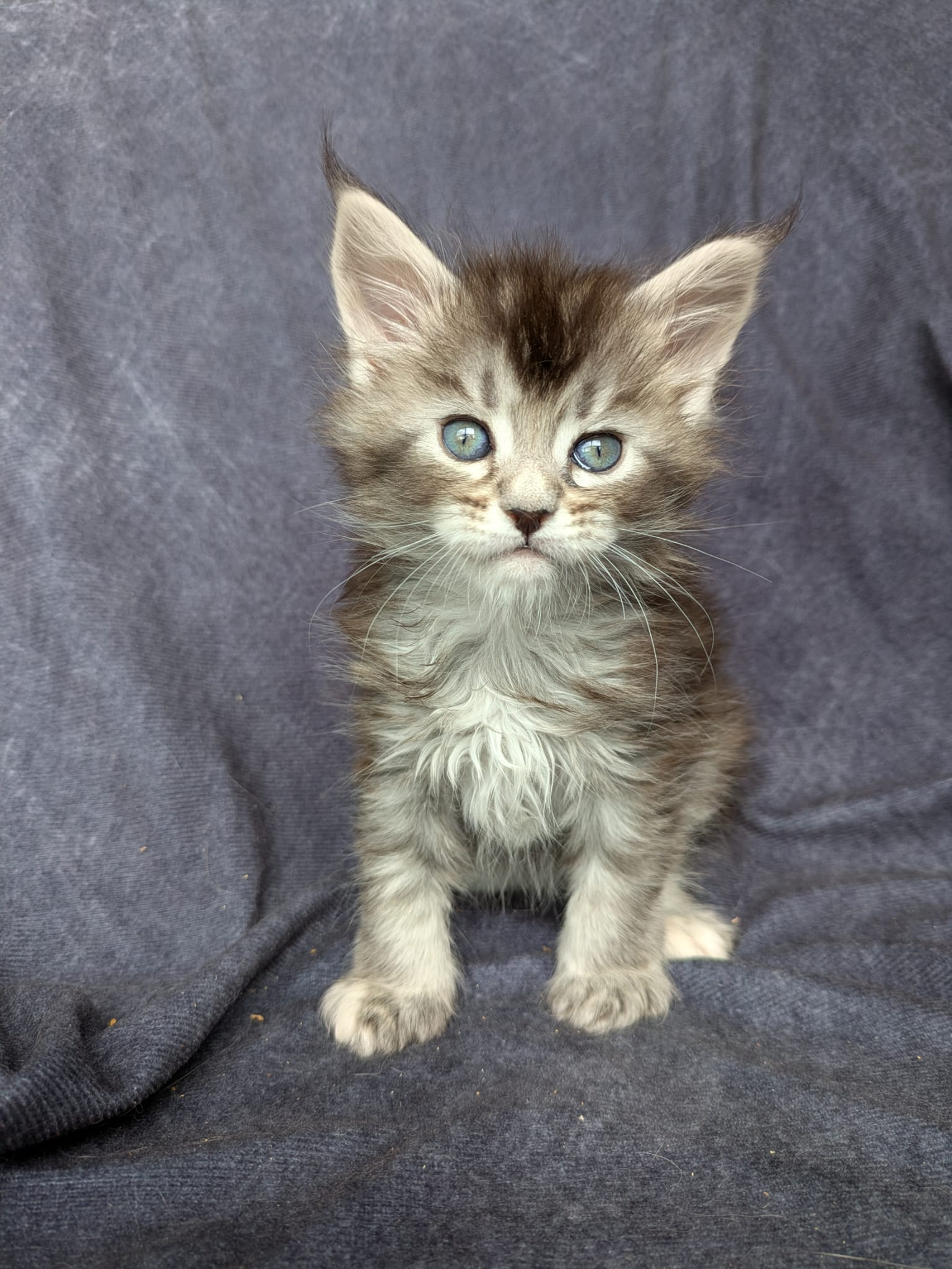 Black Silver Tortie Maine Coon female / Located in Ottawa