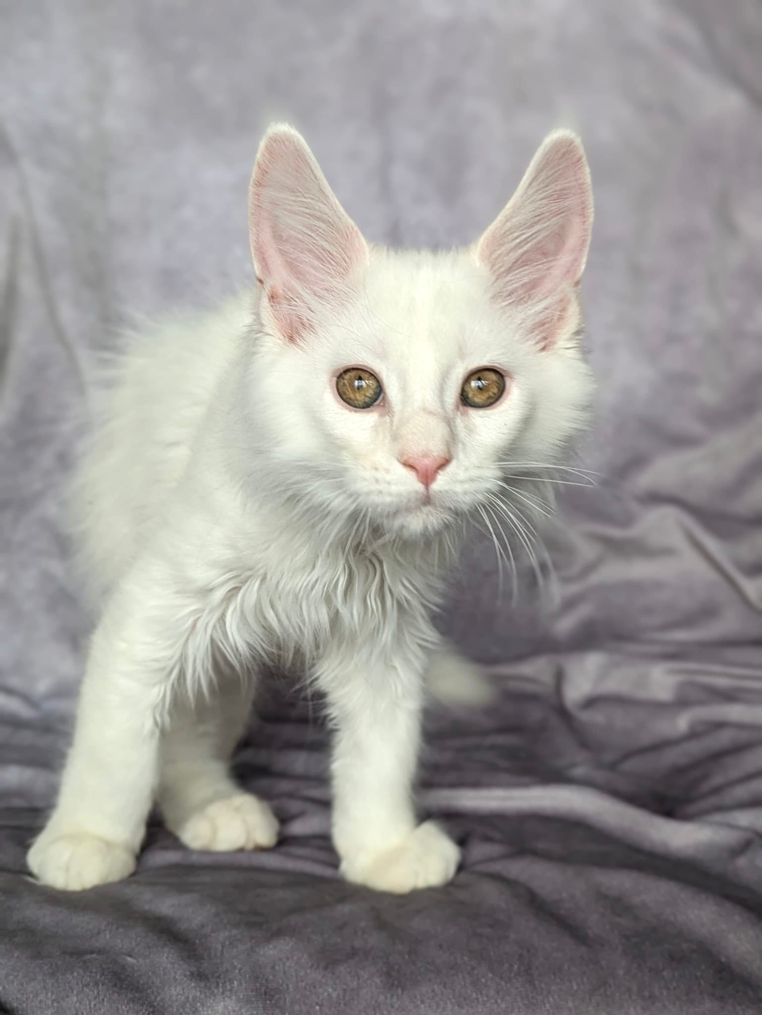Red Shaded Maine Coon male / Located in Ottawa