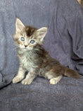 Load image into Gallery viewer, Black Silver Tortie Maine Coon female / Located in Ottawa
