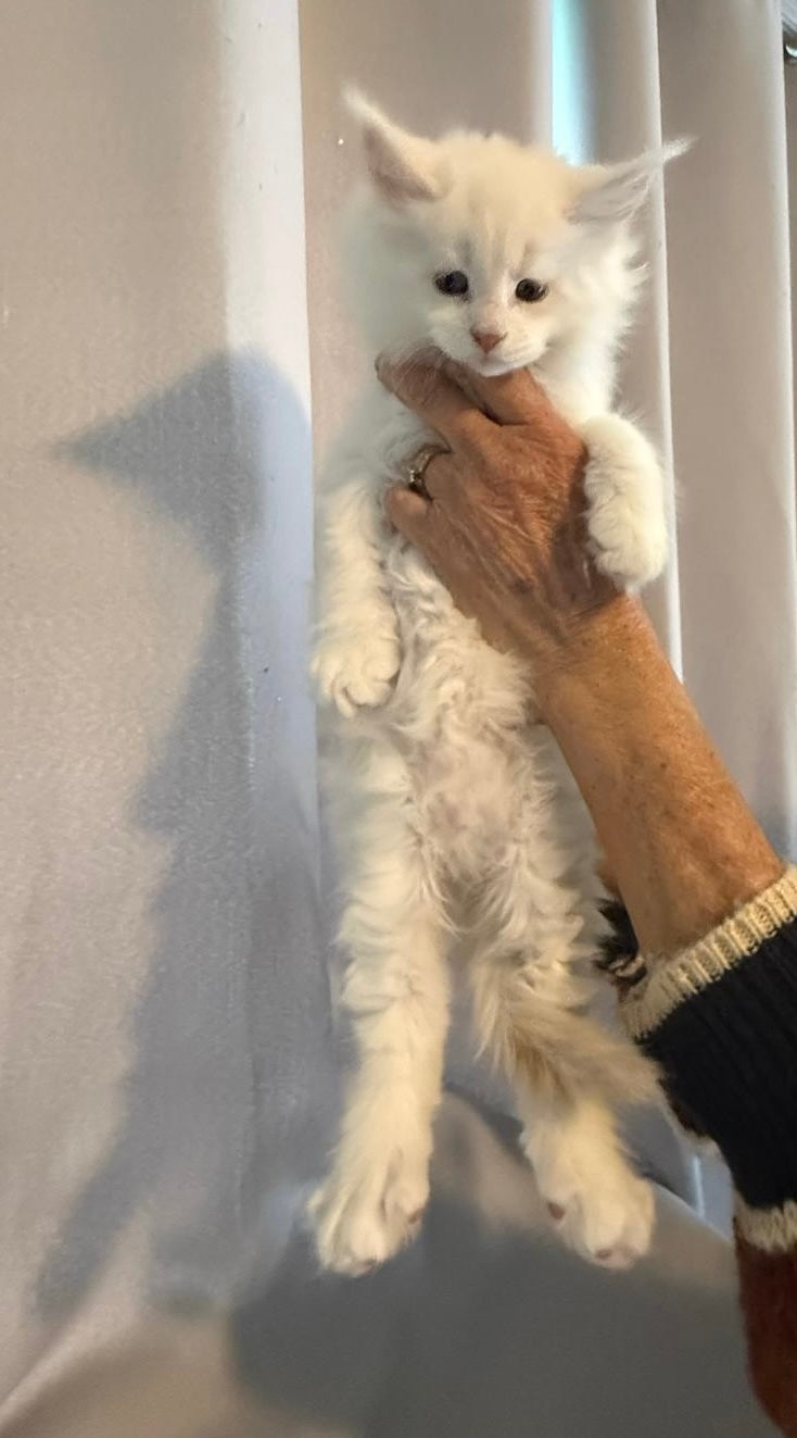 Red Shaded Tortie Maine Coon female / Located in Rochester area, US