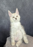 Load image into Gallery viewer, Black Silver Shaded Maine Coon male / Located in Ottawa
