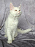 Load image into Gallery viewer, Red Shaded Maine Coon male / Located in Ottawa
