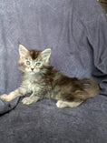 Load image into Gallery viewer, Black Silver Tortie Maine Coon female / Located in Ottawa

