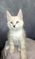 Load image into Gallery viewer, Black Silver Shaded Maine Coon male / Located in Ottawa
